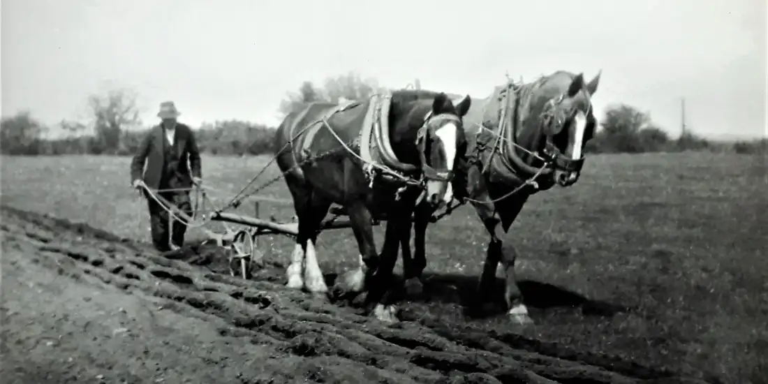 Ploughing with a pair of horses and a horse-drawn plough